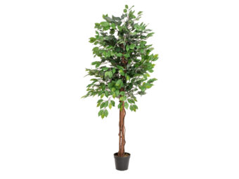 EUROPALMS Ficus Tree Multi Trunk, artificial plant, 150cm