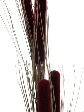 EUROPALMS Reed grass cattails, dark-brown, artificial,  152cm