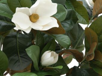 EUROPALMS Magnolia tree, artificial plant, 150cm