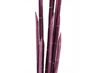 EUROPALMS Magic Onion Stalks, artificial, rose, 134cm