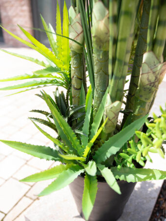 EUROPALMS Succulent-Mix, artificial plant, 190cm