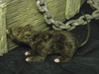 EUROPALMS Rat, lifelike with coat 30cm
