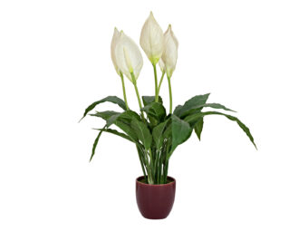 EUROPALMS Lily Peace, artificial plant, 49cm