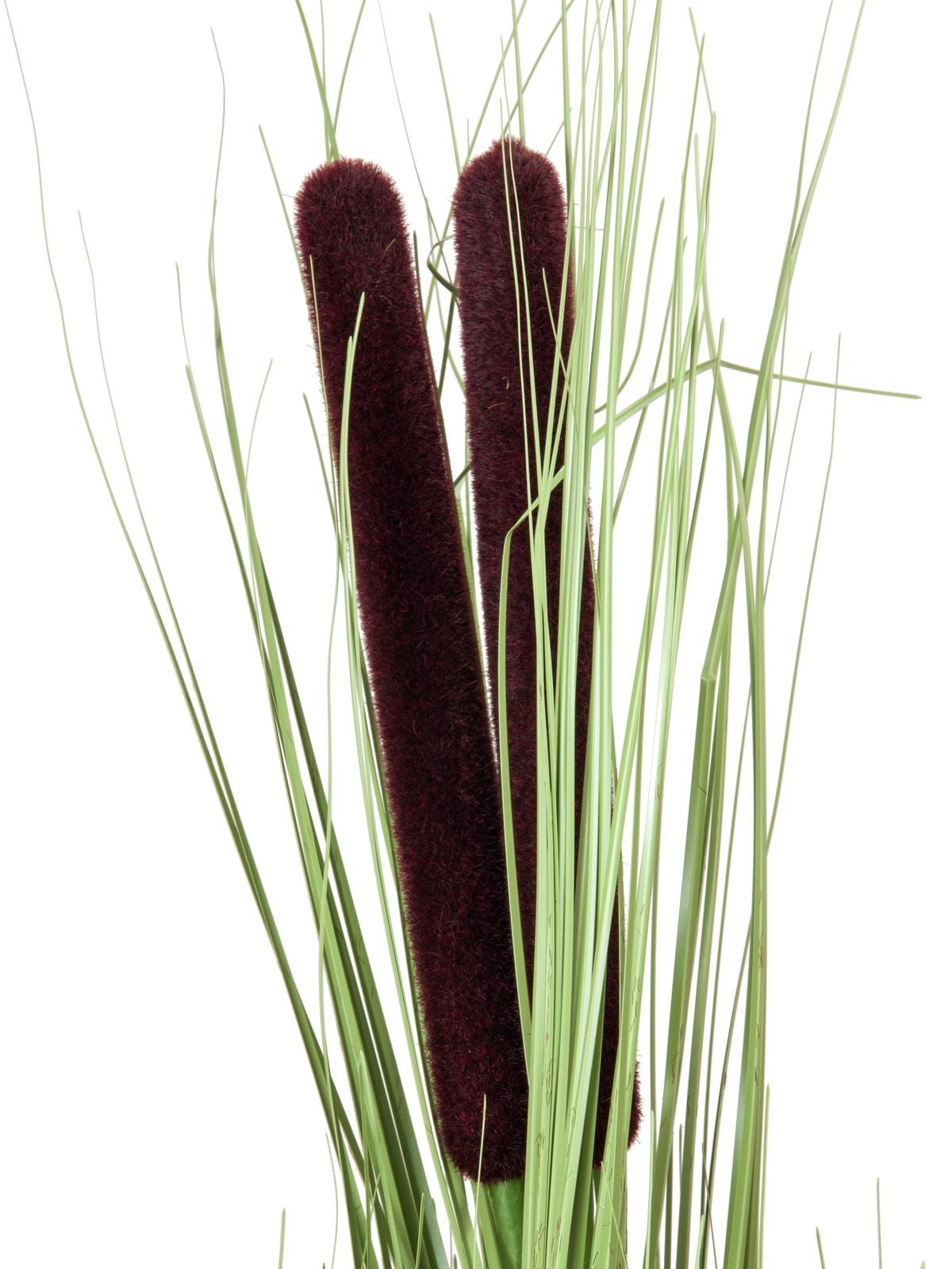 EUROPALMS Reed grass with cattails,light green, artificial, 152cm