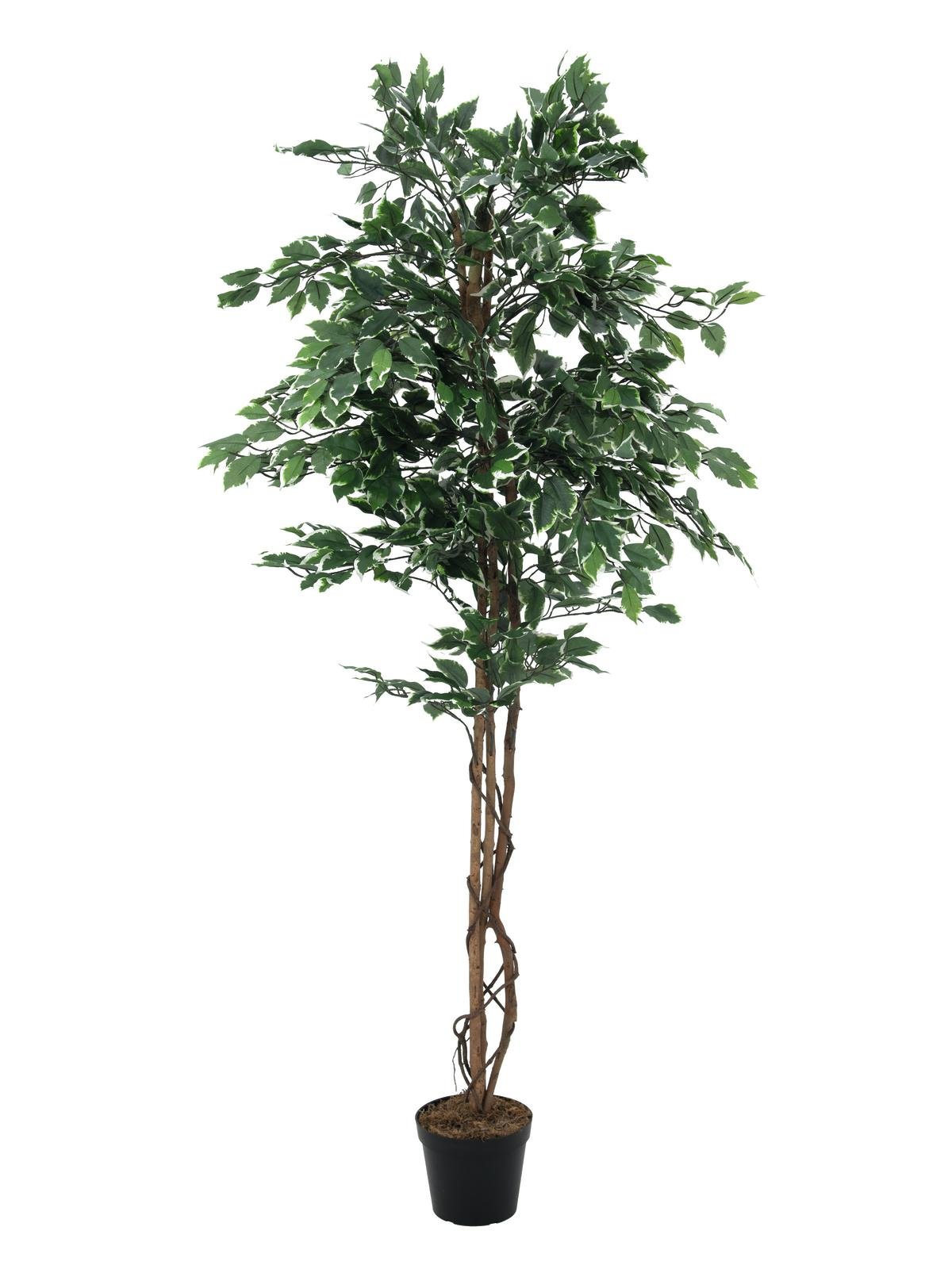 EUROPALMS Variegated Ficus, artificial plant, 180cm