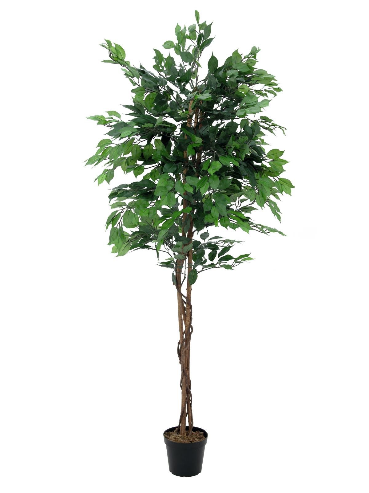 EUROPALMS Ficus Tree Multi-Trunk, artificial plant, 210cm