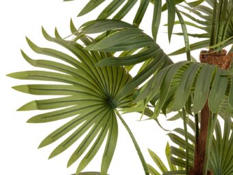 EUROPALMS Fan Palm, artificial plant, 165cm