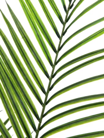 EUROPALMS Areca palm with big leaves, artificial plant, 165cm