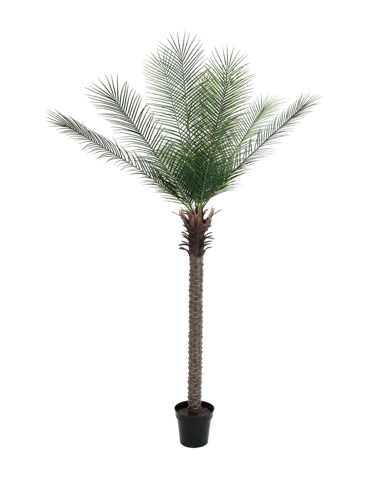 EUROPALMS Phoenix  palm deluxe, artificial plant, 220cm