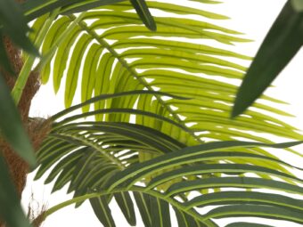 EUROPALMS Phoenix Palm Deluxe, artificial plant, 250cm