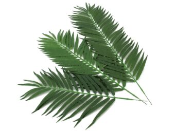 EUROPALMS Coconut palm branch, artificial, 80cm 12x