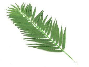 EUROPALMS Coconut palm branch, artificial, 110cm 12x
