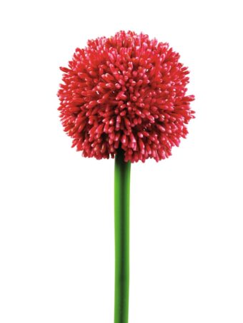 EUROPALMS Allium spray, artificial, red, 55cm