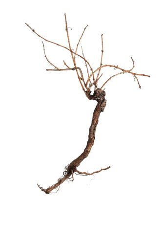 EUROPALMS Grapevine 150cm