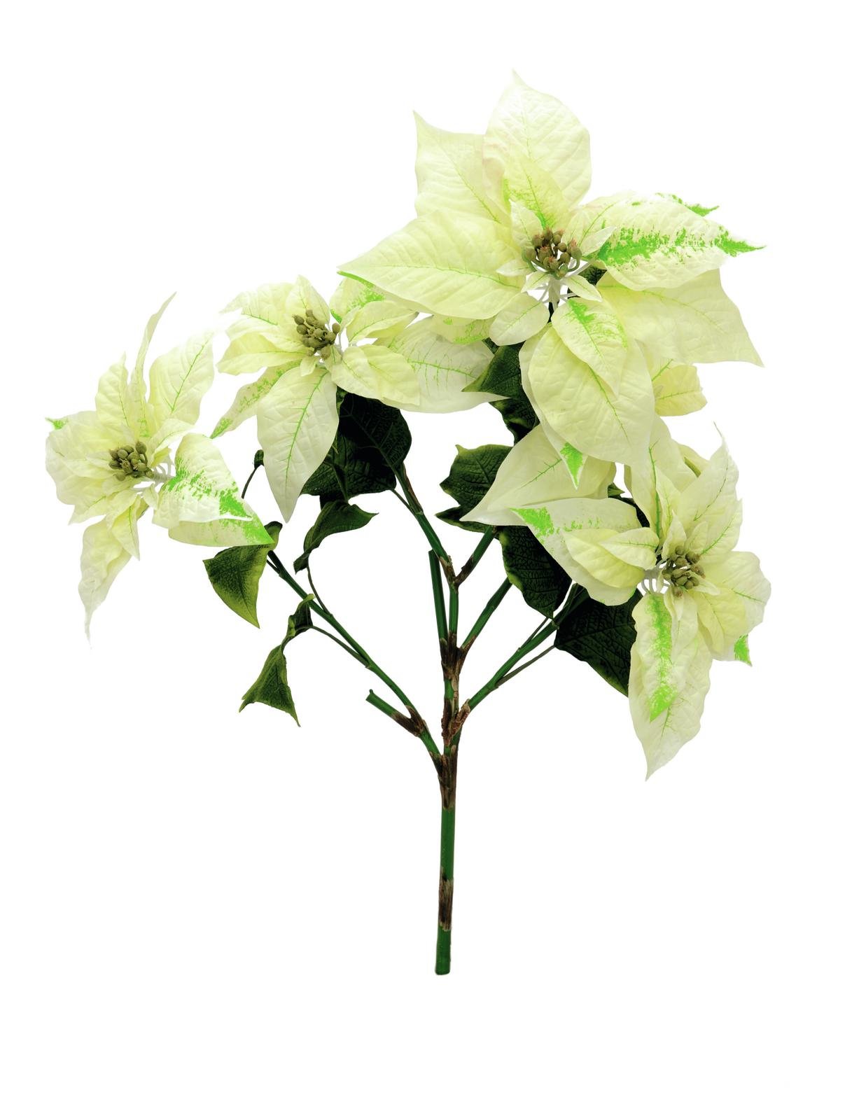 EUROPALMS Poinsettia bush, cream, 60cm