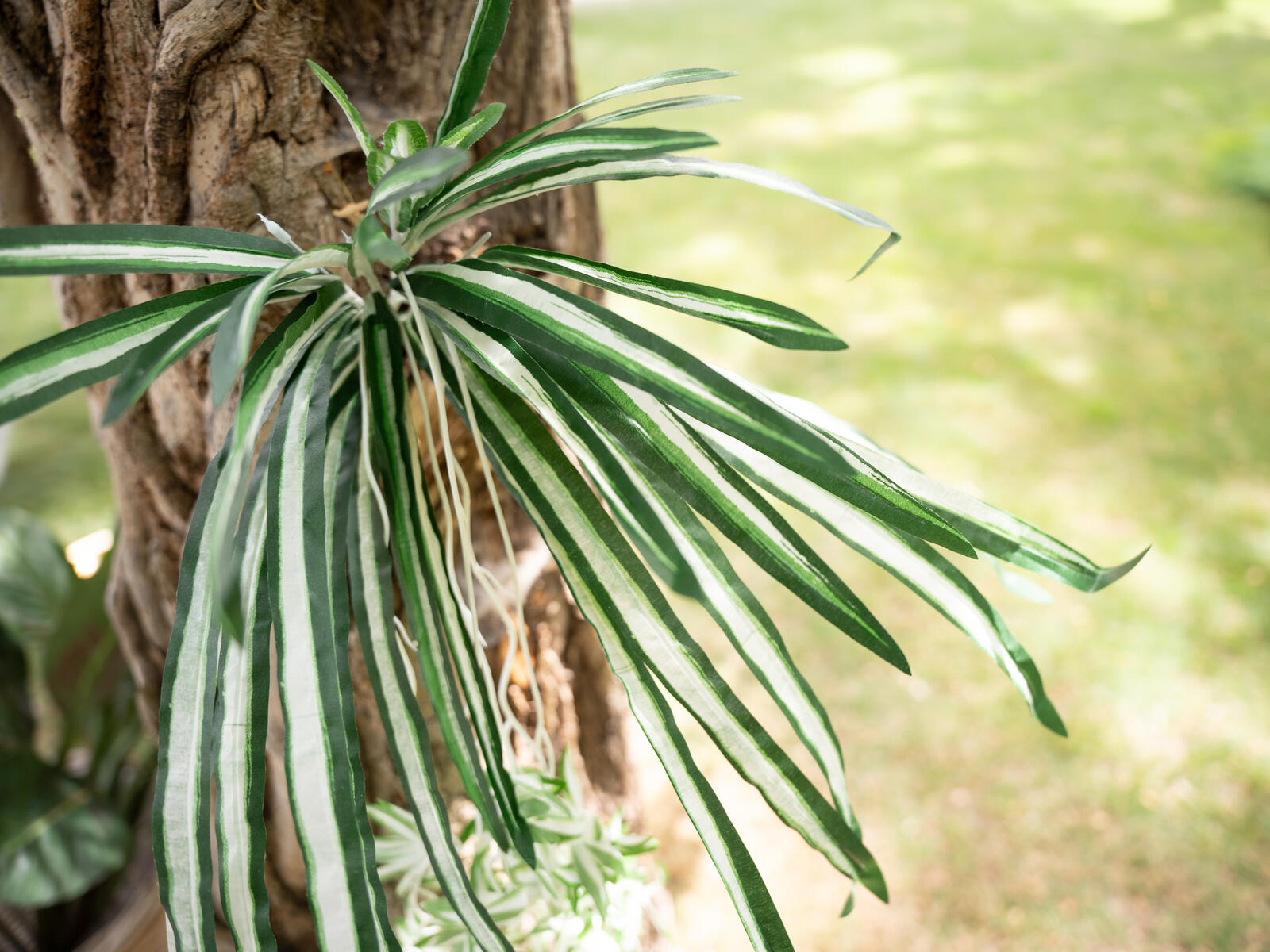 EUROPALMS Spider plant, artificial, 60cm - Afbeelding 4