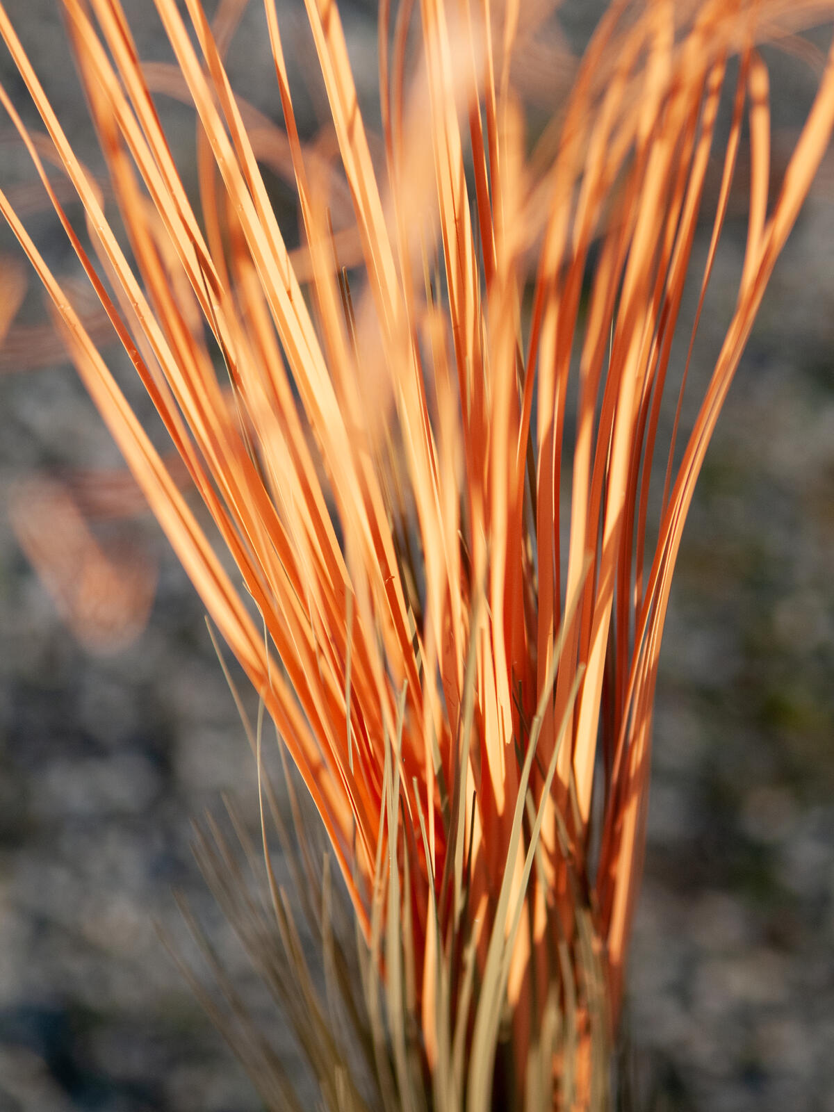 EUROPALMS Reed grass, light brown, artificial, 127cm - Afbeelding 5
