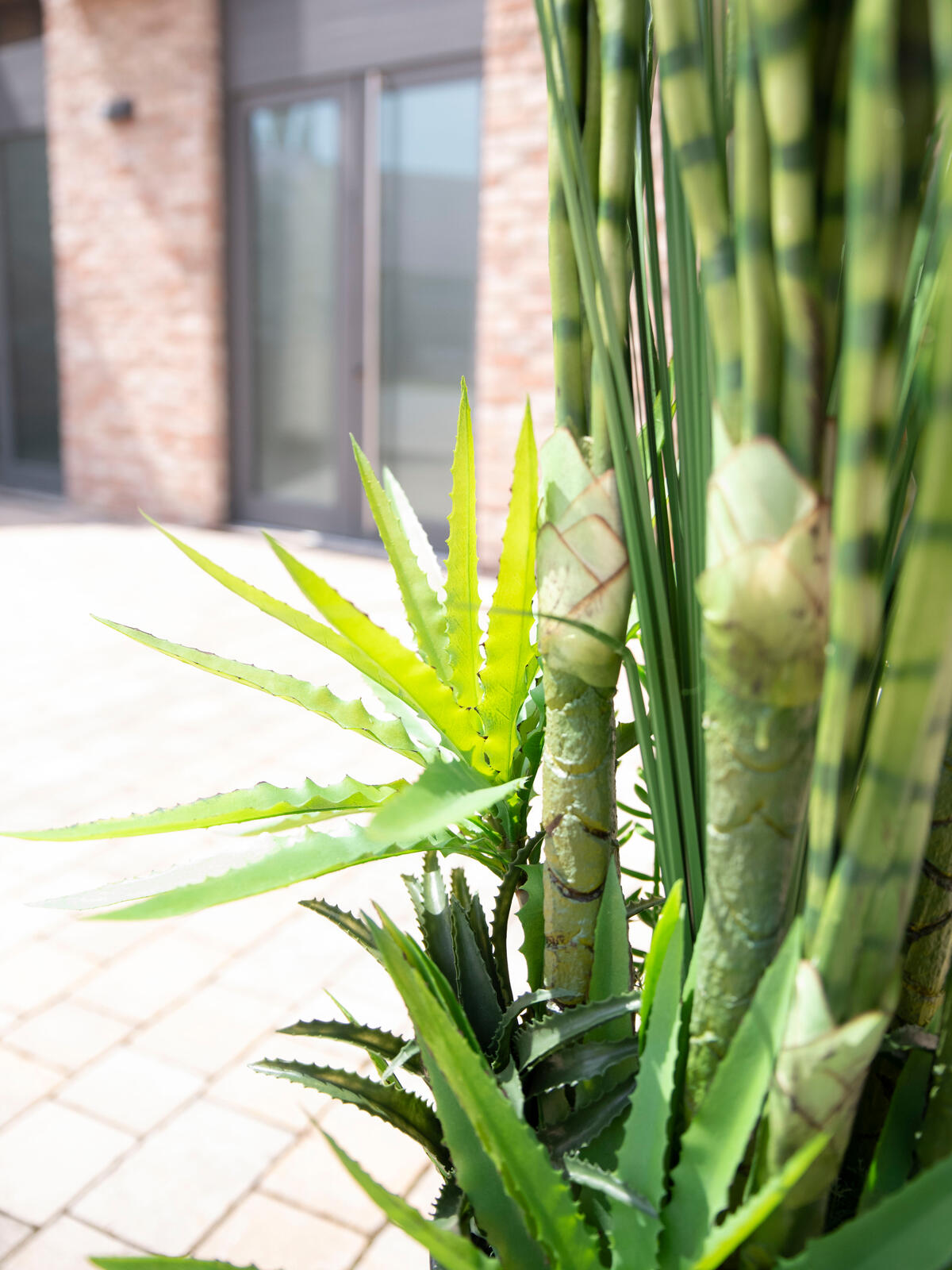EUROPALMS Succulent-Mix, artificial plant, 190cm - Afbeelding 4