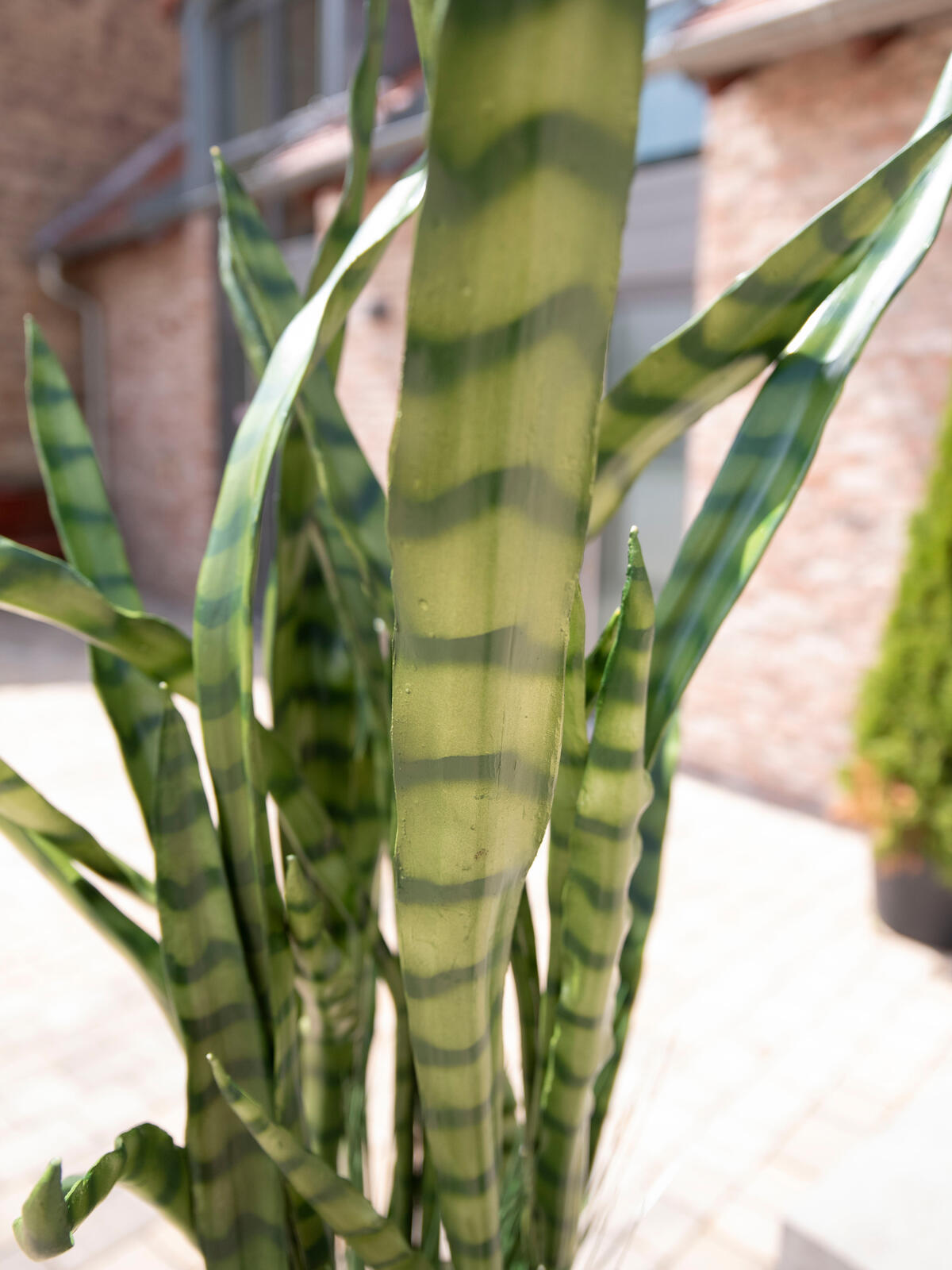 EUROPALMS Succulent-Mix, artificial plant, 190cm - Afbeelding 5